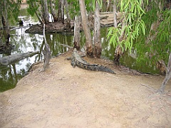 212 Hartley's Crocodile Farm